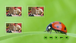 Lady Beetles Thumbnail