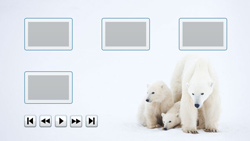 Vignette des ours polaires